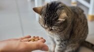 決まったフードしか食べない猫に困惑…猫が食わず嫌いになる理由。解決は困難？猫にも“食育”が大切だった！