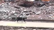 196棟焼失の大分市佐賀関火災から半年　行き場を失った地域猫「関ねこ」と復興に奮闘する地元の人々<br />