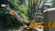 岡山市の奥市公園で倒木　高さ約１２ｍの木は根元腐る　近くにある殉職警察官の慰霊碑の一部倒れる【岡山】
