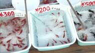 涼しさ感じる「しょうない金魚まつり」 庄内町特産の「庄内金魚」など15種類の金魚販売も…愛好家たちが熱心に品定め【山形発】