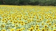 20万本のヒマワリが満開「煙山ひまわりパーク」多くの人で賑わう　岩手・矢巾町
