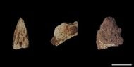 旧石器時代末期の狩猟対象を放射光X線CTで解明─特別史跡「福井洞窟」出土、約１万６千年前の焼骨片を非破壊で動物種推定─
