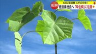 注目の「早生桐」1年で5m成長・CO2吸収量もスギの5倍！ 　低炭素社会に向け「可能性は無限大」【山形発】