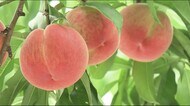 東京オリンピックの野球・ソフトも無観客で波紋、デルタ株疑いを初確認…福島県の1週間