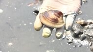 2カ月ぶりに潮干狩り再開 “3密”控えてマスクは義務付けず