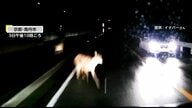 「止まってたのに寸前で」歩道のシカが突然飛び出し車に衝突…走り去る　コンビニ駐車場に入り急加速…前の車を追い越すミニバン