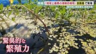 地球上“最悪”の侵略植物「ナガエツルノゲイトウ」 人間vs植物　出口の見えない戦い　【兵庫発】