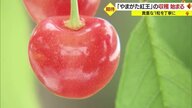 苦労乗り越え実った貴重な一粒…大玉サクランボ「やまがた紅王」の収穫スタート　6月18日から23日にピーク【山形発】