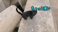 「ちょっと来い」黒猫について行くと本当に釣れた！？“運命的な出会い”から保護までの話がステキ…今の様子を飼い主に聞いた