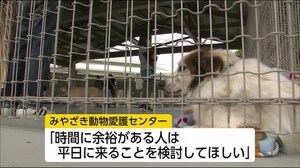みやざき動物愛護センター 3カ月ぶりの譲渡会 宮崎県