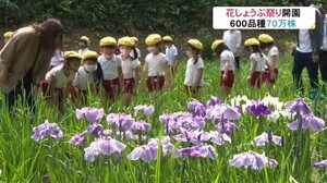 頼成の森「花しょうぶ祭り」始まる…600品種70万株 砺波市
