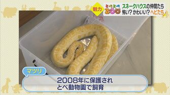 日本の夏が快適なイグアナ 0年生きるカメも 40種類の爬虫類などが暮らす スネークハウス 愛媛発 日本の夏が快適なイグアナ 0年生きるカメも 40種類の爬虫類などが暮らす スネークハウス 愛媛発