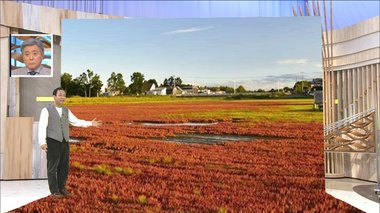 湖に赤いじゅうたん?「アッケシソウ」が見頃…秋めいてくるもゲリラ豪雨には注意を