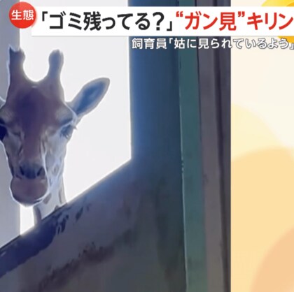 「しゅうとめに見られているよう」掃除を“ガン見”するキリン…じーっと監視「ゴミ残ってる？」緊張感走る飼育員　広島・福山市立動物園
