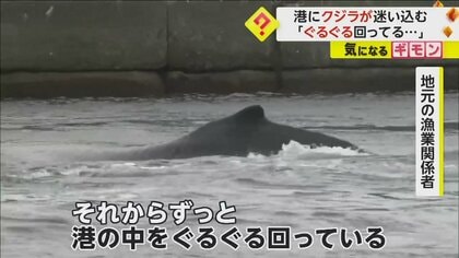 「ぐるぐる回ってる」港に体長5m超の“クジラ”迷い込む　出入り口が狭く出られなくなったか　北海道・釧路町