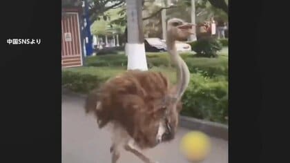 巨大ダチョウ“爆走”の理由は“つがいのメス”を捜していた？　高速道路でパトカーすり抜け警察のバイクと衝突も走り続ける　中国・河南省