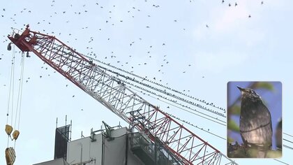 【独自】「フンしないで」藤沢駅前に大量のムクドリ　クレーンを“宿り木”にズラリ並ぶ…対策重ねるも“いたちごっこ”状態