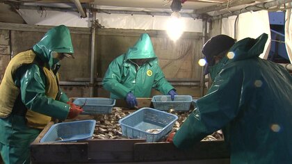 食文化消滅への危機感募る　秋田県魚「ハタハタ」今季の漁獲量109トン…禁漁明け以降最少に