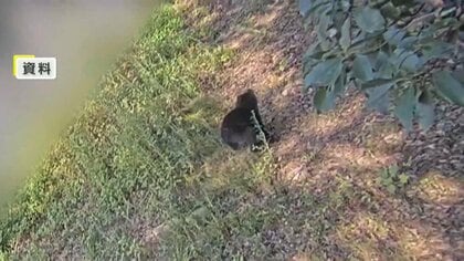 各地でクマ被害相次ぐ　青森で「ネコに餌やろうと」した男性が襲われけが　秋田ではランニング中の男性が…東京でも渓流釣りの男性が襲われる