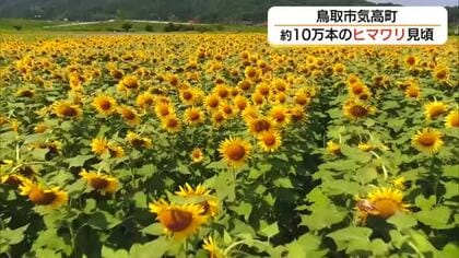 約10万本のヒマワリのじゅうたん　猛暑と水不足乗り越え満開　帰省客の目を楽しませる（鳥取市）