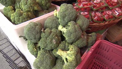 【今が旬】「一時の高い時の半値以下」ブロッコリーが安い！物価高の“救世主”　農水省「価格が平年を下回るような日も」