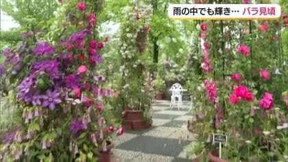 天気コーナー）とっとり花回廊で「バラとクレマチスまつり」アンネ・フランクゆかりのバラも見頃に