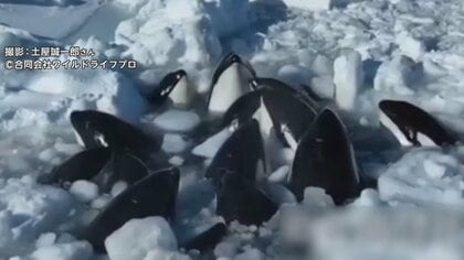 「呼吸のために顔出して」シャチの群れが流氷に閉じ込め　子供のシャチも…専門家「家族の絆の強さも邪魔に」