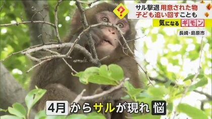 【サル撃退グッズ】「子どもが追い回された」相次ぐ被害に市がドラム缶設置　大きな音でサル追い払う作戦　長崎・島原
