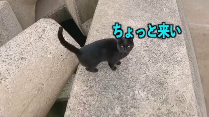 「ちょっと来い」黒猫について行くと本当に釣れた！？“運命的な出会い”から保護までの話がステキ…今の様子を飼い主に聞いた