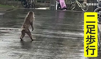 【独自】“左手のないサル”が都内に…先週は埼玉で相次いで目撃　歩き方も二足歩行に変化か　専門家「目撃の頻度増えるのでは」