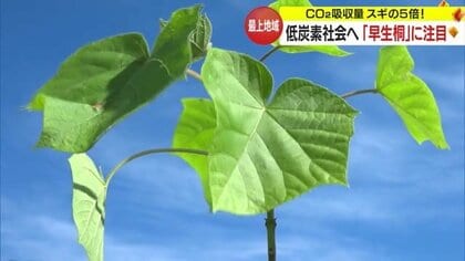 注目の「早生桐」1年で5m成長・CO2吸収量もスギの5倍！ 　低炭素社会に向け「可能性は無限大」【山形発】