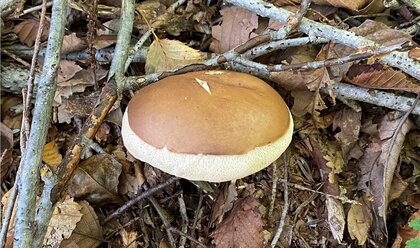 林に“ホットケーキ”が生えた!? ふっくら美味しそうな謎の物体の正体を専門家に聞いた