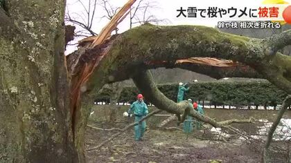 大雪で各地のサクラに被害　足羽神社では樹齢380年しだれ桜の主要な枝が…一乗谷朝倉氏遺跡では少なくとも100本　花見シーズン前に気を揉む関係者　福井