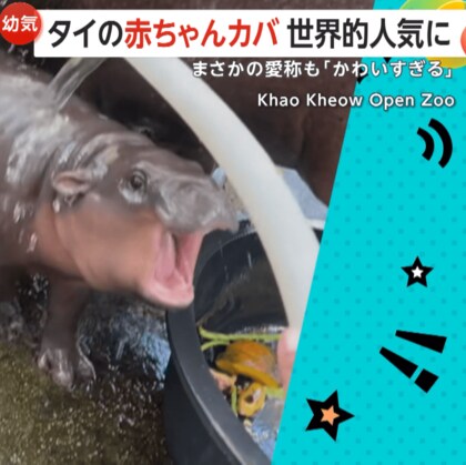 【豚肉団子くん】ブチギレ赤ちゃんカバ「かわいすぎる！」と世界的人気者に！もちぷる姿にメロメロ…SNSにコメント殺到　タイ