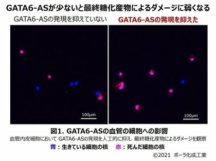 fnnプライムオンライン