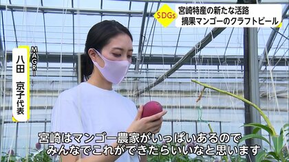 摘果マンゴー」で作るクラフトビール 愛情かけ育てたのに廃棄…農家と