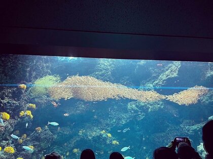 まさにスイミーの世界！小さな魚の群れが1匹の大きな魚となった“奇跡の