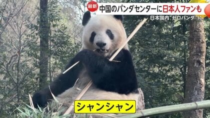 シャンシャン」「シンシン」も…中国の施設で暮らす日本にいたパンダ