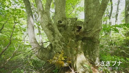 幹回り3メートルの巨木が点在 つくばねの森で出会うブナの原生林 富山