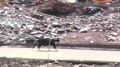 196棟焼失の大分市佐賀関火災から半年　行き場を失った地域猫「関ねこ」と復興に奮闘する地元の人々