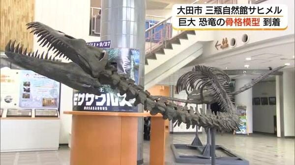 本格ＧＷ突入！期間限定値下げ！エラスモサウルスの化石　歯　恐竜 首長竜「エラスモサウルス」の全身骨格模型がサヒメルに！7月11日開幕