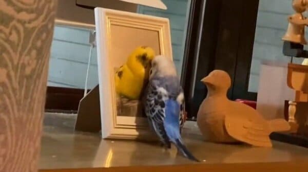 仲良しインコ 仲良しインコの写真素材 [FYI04835323] | ストックフォトの Qlean
