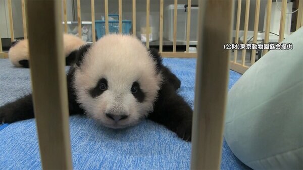 上野動物園の双子赤ちゃんパンダ3カ月 ますます活発 新映像 上野動物園の双子赤ちゃんパンダ3カ月 ますます活発 新映像