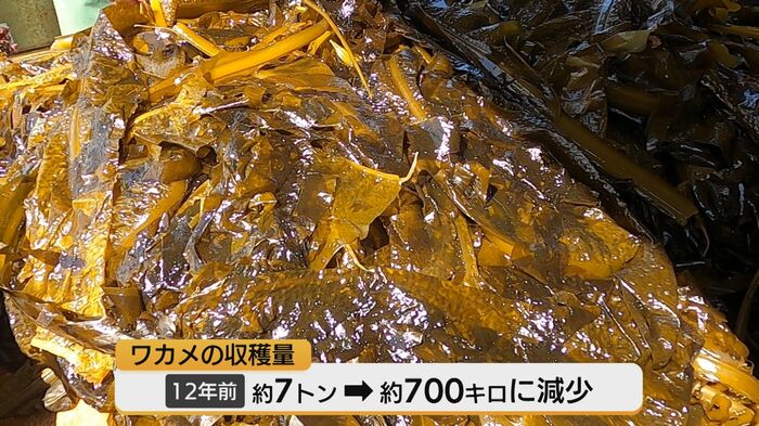 高齢化によりワカメの量は激減