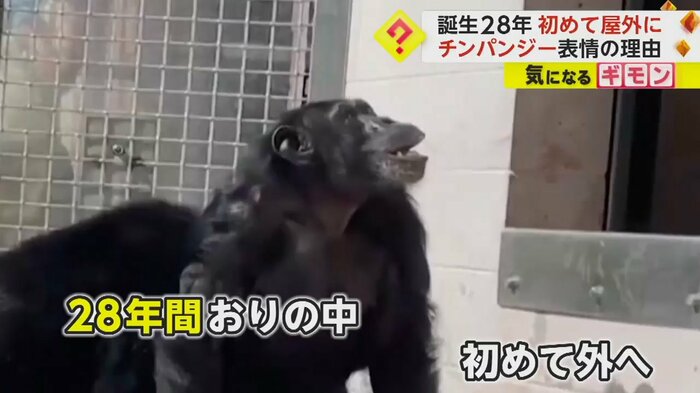 (Save the Chimps)