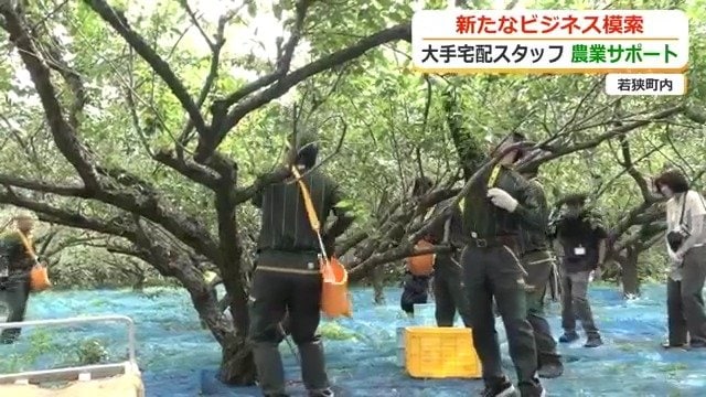 ウメの収穫作業をするヤマト運輸のスタッフたち