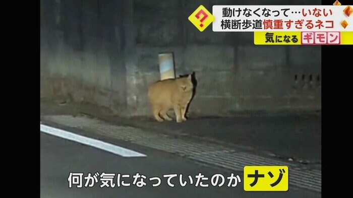 横断歩道を渡り終えると、スタスタと歩いて行った