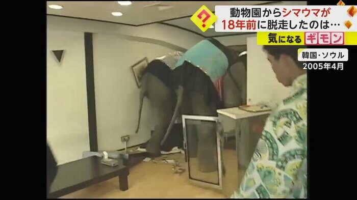 店内を荒らしている2頭のゾウ