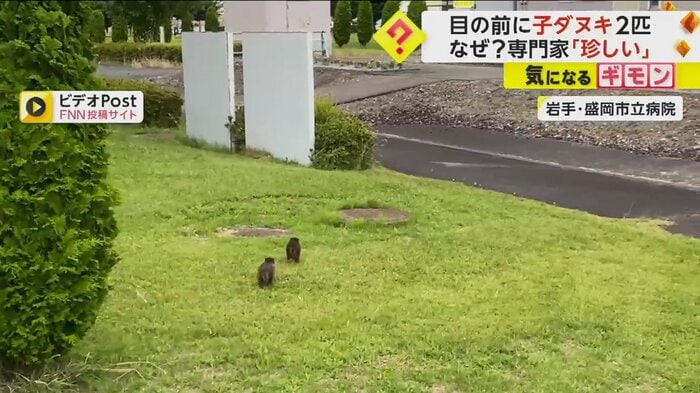 2匹の子ダヌキが病院の敷地を走り回る
