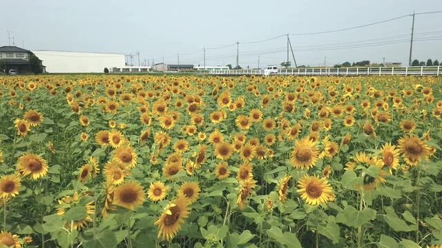ヒマワリ畑がお目見え